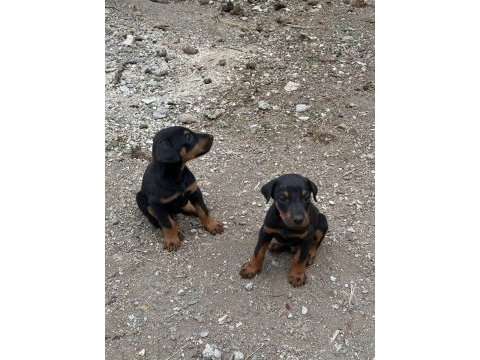 Kızıl ve siyah doberman yavrular