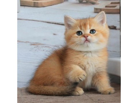 British shorthair yavruları