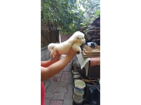 Harika yavrular 45günlük
