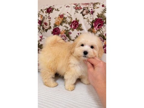 Maltipoo puf puf erkek