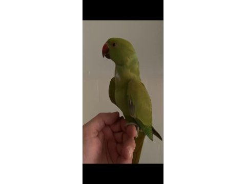 El besleme yavru 3 aylık pakistan papağanı