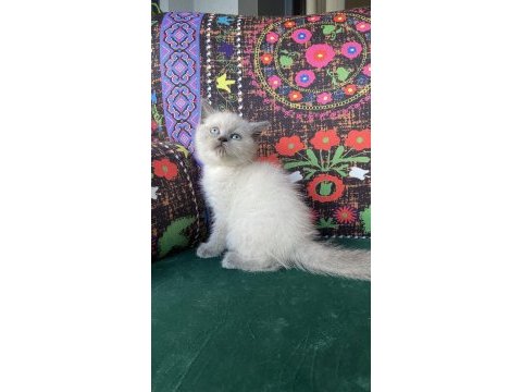 A kalite blue point yavru british shorthair