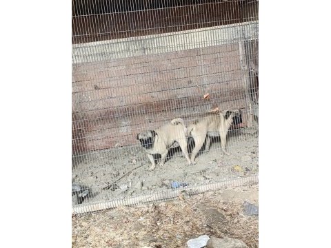 Hamile pug mobs dişi krem renk