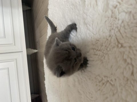 British shorthair kedimiz