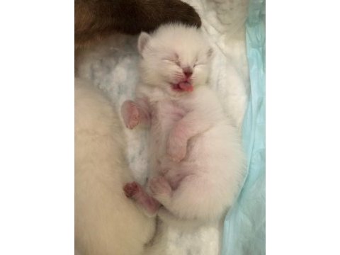 British shorthair miniğimize yuva arıyoruz