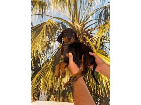 Kıng doberman yavrularımız hazırdır