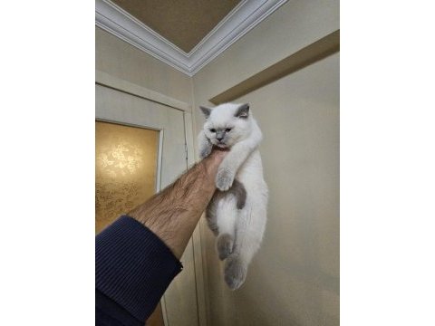 Scottish fold