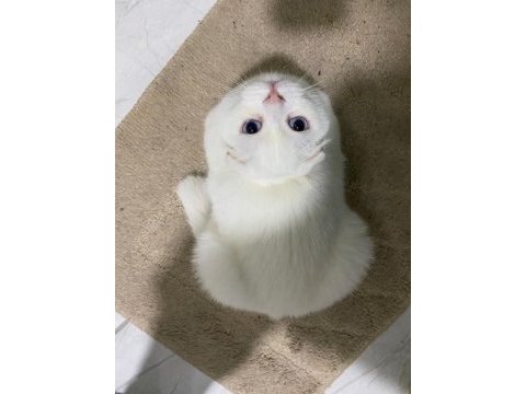 Sevimli scottish fold