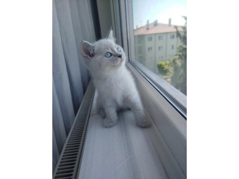 British shorthair yavru (dişi)