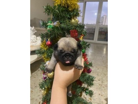 Yavru pug mops