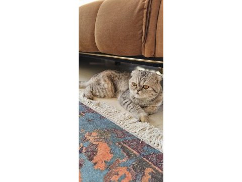 Dişi scottish fold kedimiz