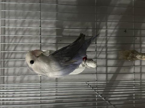 Mutasyon erkek sevda papağanı 8 aylık