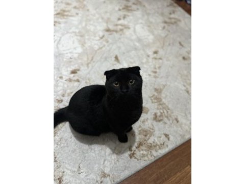 Çok akıllı temas bağımlısı scottish fold