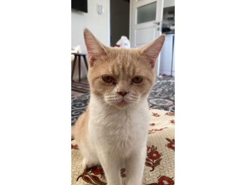 British shorthair bicolor erkek