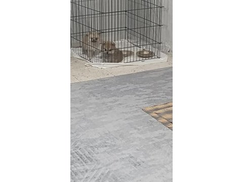 3.5 aylık dişi spitz yavru