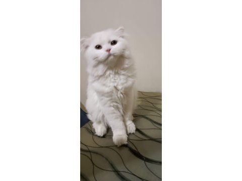 Beyaz alalı çok güzel 3 aylık kedimiz