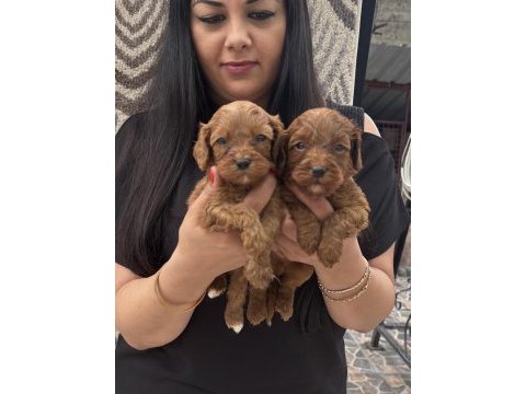 Ufacık koyu renk maltipoo yavrularım