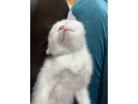 Yavru british shorthair kedilerimiz sahiplendirilecek