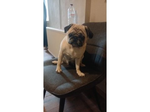 Pug kızımıza eş arıyoruz (detaylar içeride)