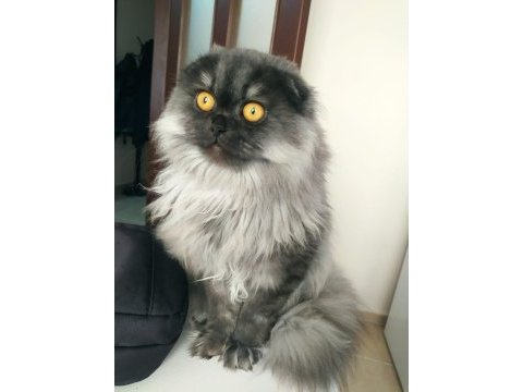 Scottish fold balım a yeni sahip