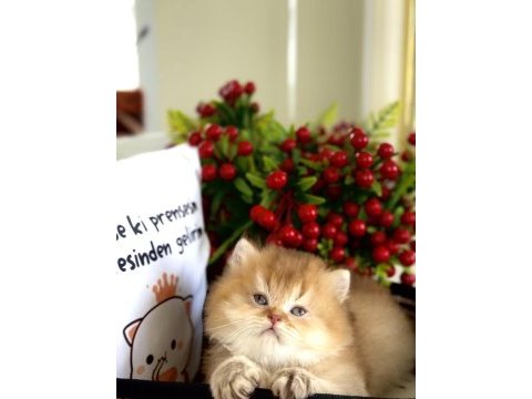 Golden ny12 british longhair
