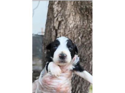 Border collie yavrularımız