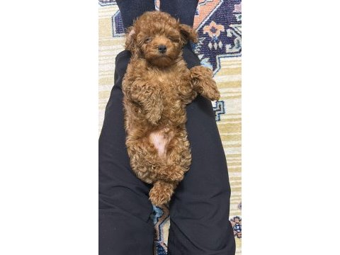Poodle köpeğim 50 günlük