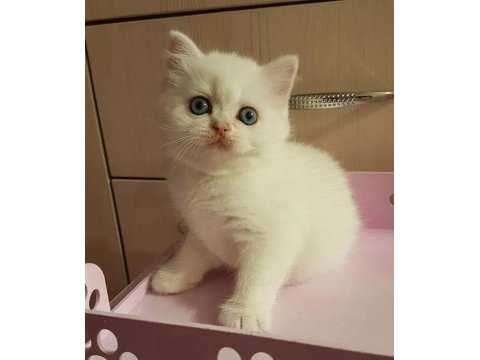 British shorthair yavruları