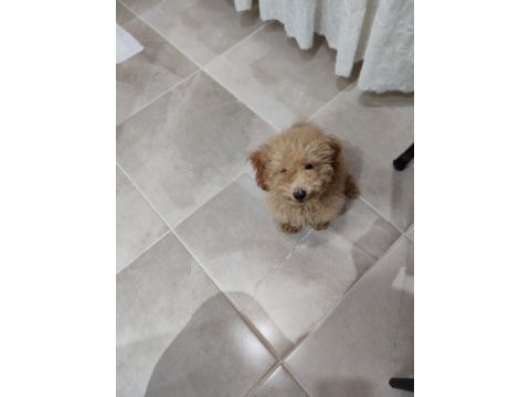 Toy poodle