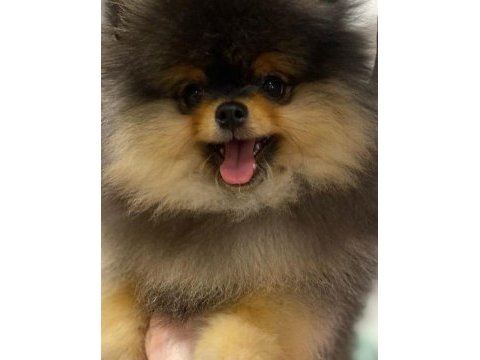 Pomeranian boo 45 günlük