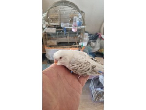 Yavru albino muhabbet kuşu