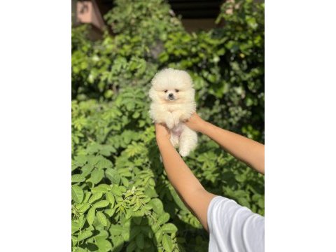 Üst kalite pomeranian boo bebekler