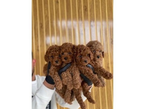 Toy poodle yavruları