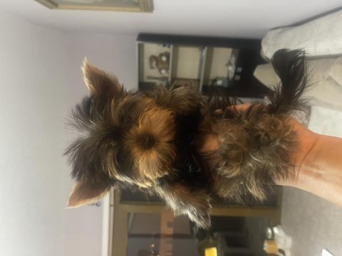 Irkının en iyilerinden yorkshire terrier