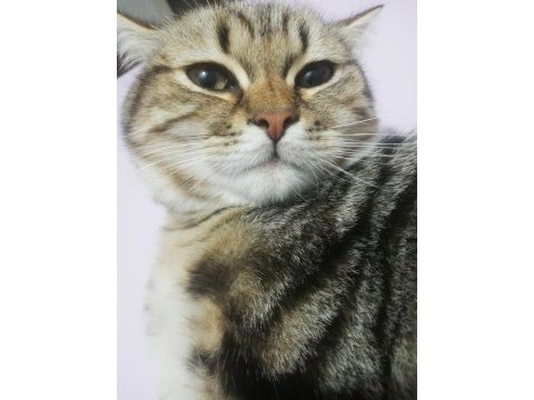 Ücretsiz sahiplendirme british longhair