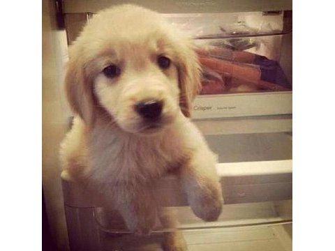 Küt burunlu golden retriever bebekler