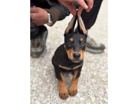 2 aylık isteğe göre estetikli doberman yavrularım