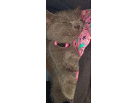 Tatlı mı tatlı british shorthair kedisi
