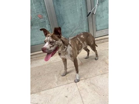 6 aylık merle color köpeğimiz