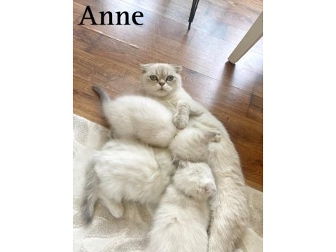 Safkan iri yapılı british shorthair yavrular