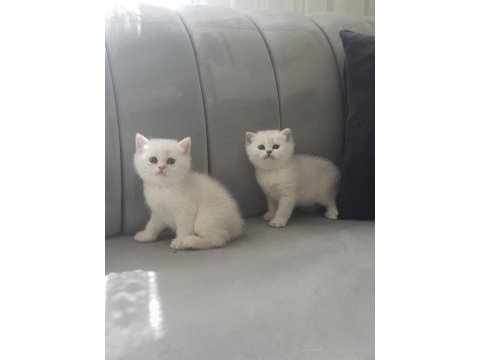 Kediler için wp iletişime geçin
