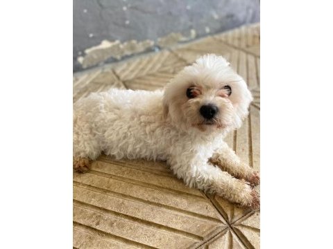Dişi maltese terrier