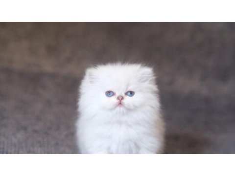 Orjinal silver ful taşıyıcı as1133 dişi british longhair