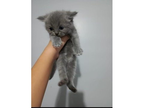 40 günlük scottish fold