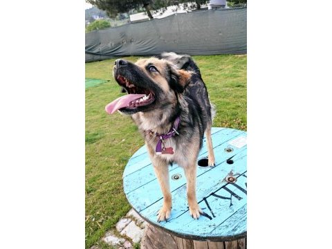 Ücretsiz sahiplendirme köpeğimiz
