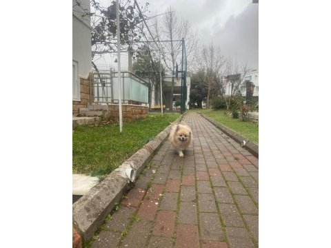 Pomeranian boo erkek anne baba şecereli