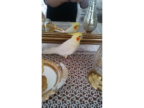 Sarı sultan papağanı
