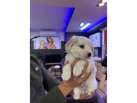 Beyaz tüy dökmez maltipoo bebekler