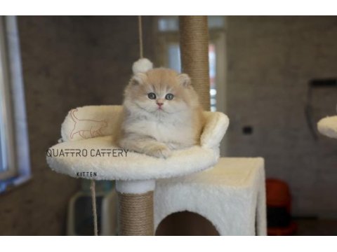Mükemmel kalite bebek yüzlü ayıcık british longhair