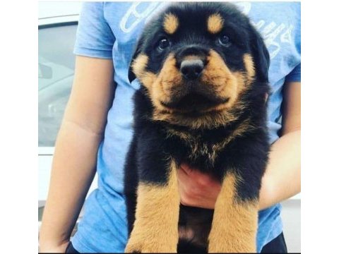 Sahibine bağlı rottweiler yavrular